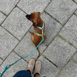 Blue and Green - Dog Harness
