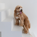 'Sand' - Braided Rope Leash