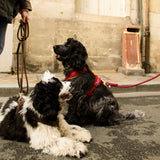 'Bordeaux' - Sherpa Dog Harness
