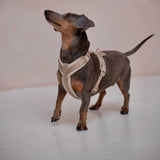 'Sand' - Velvet Dog Collar