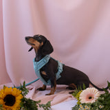 Blue - Comfort Dog Harness