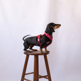 Bordeaux - Comfort Dog Harness