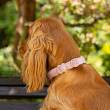 'Baby Pink' - Canvas Dog Collar