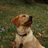'Brown' - Canvas Dog Collar