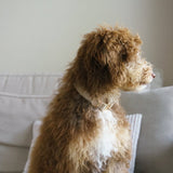 'Sand' - Velvet Dog Collar