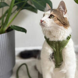 'Green' - Velvet Dog Collar