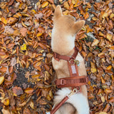 'Clay' - Velvet Dog Collar